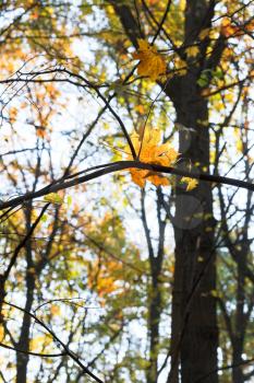 falling maple leaf on twig in autumn forest