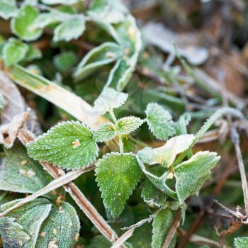 first frost on green leaves of nettle in autumn forest