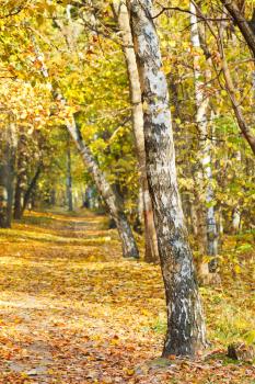 footpath in yellow autumn birch forest in sunny day