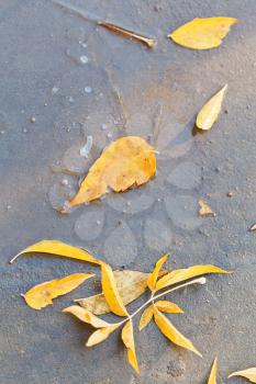 yellow fallen leaves in frozen puddle in autumn