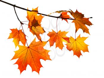 branch with yellow and orange autumn maple leaves isolated on white background