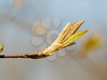 young leaves on twig in spring day close up