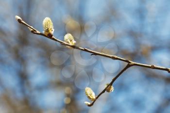 blossoming branch of pussy willow tree with catkins in spring forest