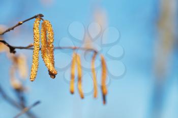 Male catkins of Alder tree close up with blue spring sky background
