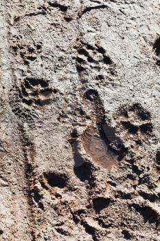 animals and people steps in dirt path in sping day