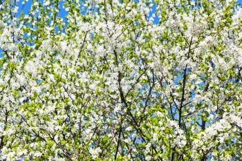 white blooming cherry tree crown in sunny spring day