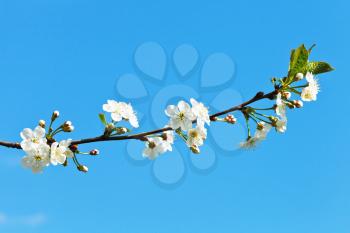 branch of cherry blossoms on blue sky background