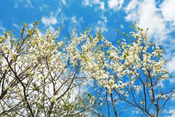 white blossoming cherry trees on blue sky background