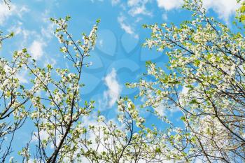 white blooming cherry trees on blue sky background