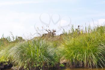 green carex on shore of Briere Marsh in Briere Regional Natural Park, France