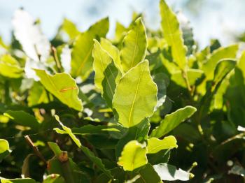 green leaves of laurel tree (laurus nobilis) close up outdoors