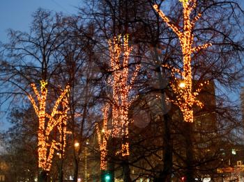 Xmas illumination on trees in winter evening