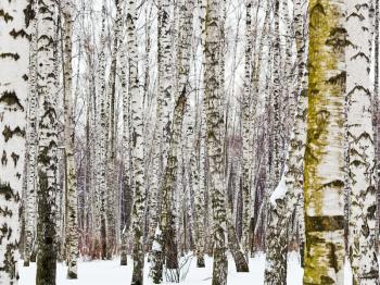natural background from birch trunks in winter