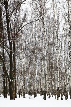 oak trees in snowy birch grove in cold winter day