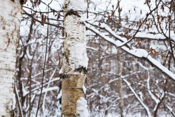 snowy birch trunk in winter forest close up
