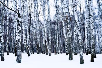 snowy birch grove in cold winter day
