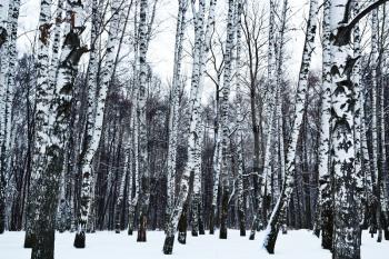 view of snowy birch forest in cold winter day