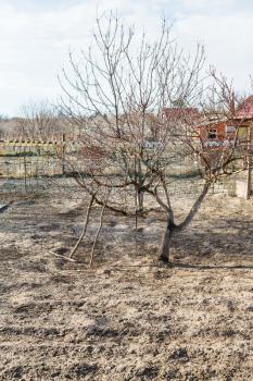 bare apple tree in empty village backyard gardens in early spring day