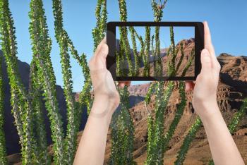 travel concept - tourist taking photo of cactus in Grand Canyon on mobile gadget, Nevada, USA