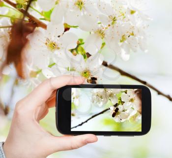 travel concept - tourist taking photo of bee on cherry flowers in woods in spring on mobile gadget