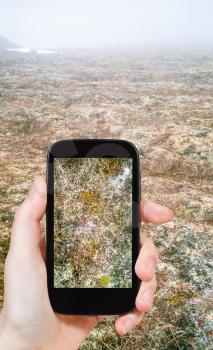 travel concept - tourist taking photo of moss in Arctic tundra, Siberia, Chukotka on mobile gadget Russia