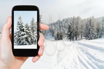 travel concept - tourist taking photo of snowbound fir trees near ski run in skiing area Via Lattea (Milky Way), Sestriere, Italy on mobile gadget