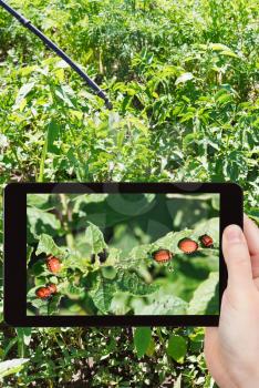 garden concept - man taking photo of insecting colorado potato bug on mobile gadget in garden