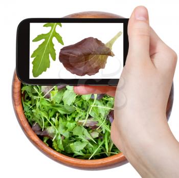 photographing food concept - tourist takes picture of italian leafs of rocketsalad on smartphone,