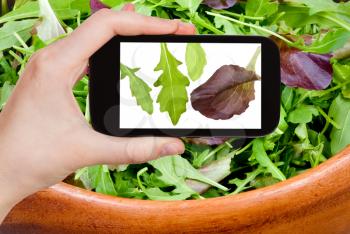 photographing food concept - tourist takes picture of italian leafs of arugula salad on smartphone,