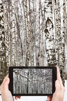 travel concept - tourist takes picture of snow covered branch and birch woods in winter on smartphone,