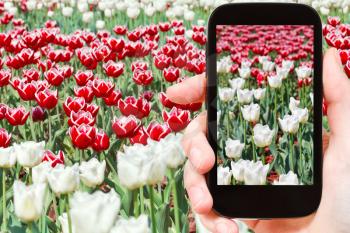 photographing flower concept - tourist takes picture of many red and white decorative tulips on flowerbed on smartphone,
