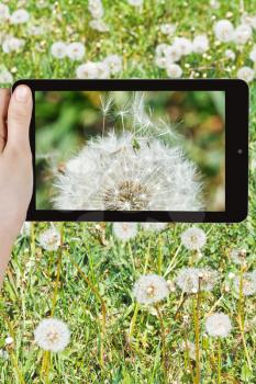 photographing flower concept - tourist takes picture of parachute seeds of dandelion blowball close up on smartphone,