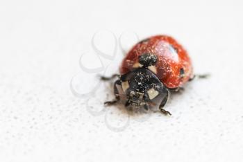 ladybug after hibernation in spring indoor