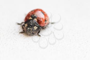 lady bug after hibernation in spring indoor close up