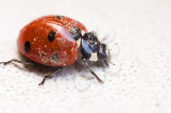 ladybug after hibernation in spring close up