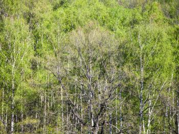 natural background - above view of black oak tree in green birch forest sunny spring day