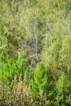 natural background - above view of green crones of trees in sunny spring day