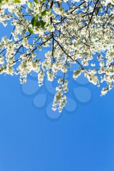branches of blossoming cherry tree with blue spring sky background