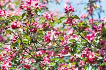 pink apple tree blossoms in spring forest