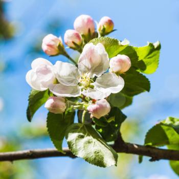 bloom on blossoming apple tree close up in spring with blue sky background