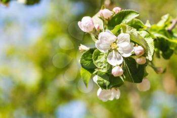 twig of apple tree with white blossoms close up in spring