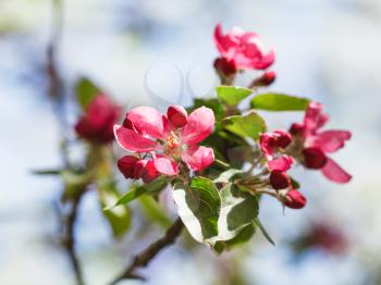 twig of apple tree with pink flowers close up in spring