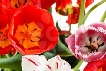 natural red, white, pink tulip flowers in posy close up