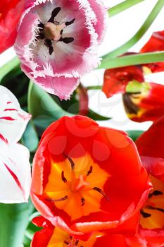natural red, white, pink tulip flowers in bouquet close up