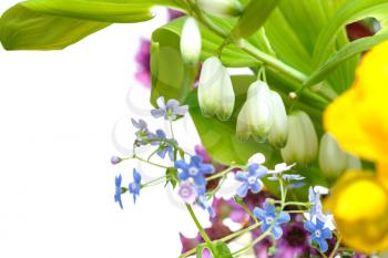 bunch of wild flowers polygonatum (solomon's seal) , forget-me-not, bergenia, trollius plants close up with white copyspace
