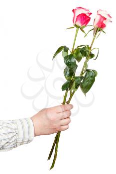 male hand giving two pink roses isolated on white background