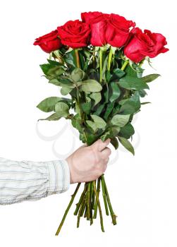 male hand giving bouquet of many red roses isolated on white background