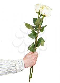male hand giving two white roses isolated on white background