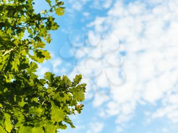 natural summer background with sunlit green oak leaves and blue sky with white clouds