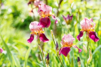 tall bearded iris flowers on lawn in summer